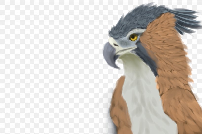 Eagle Beak Feather, PNG, 3000x2000px, Eagle, Beak, Bird, Bird Of Prey, Fauna Download Free