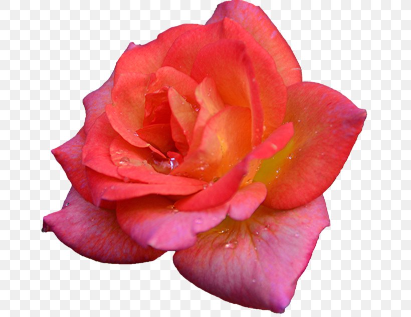 Garden Roses Cabbage Rose Floribunda Petal Cut Flowers, PNG, 800x634px, Watercolor, Cartoon, Flower, Frame, Heart Download Free