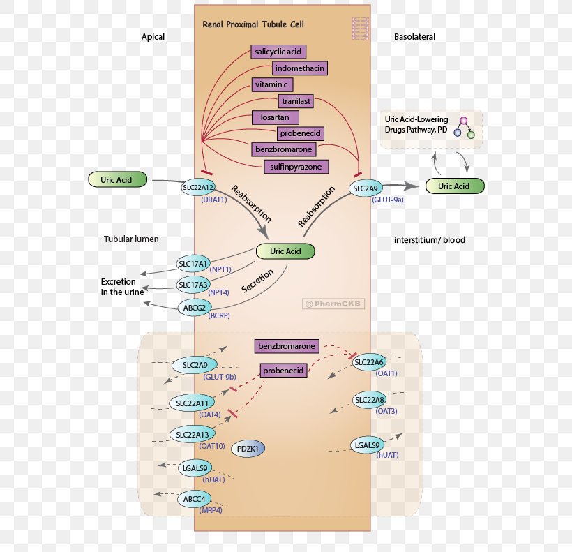 Probenecid Uric Acid Uricosuric Arthritis Kidney, PNG, 576x791px, Probenecid, Arthritis, Benzbromarone, Diagram, Excretion Download Free