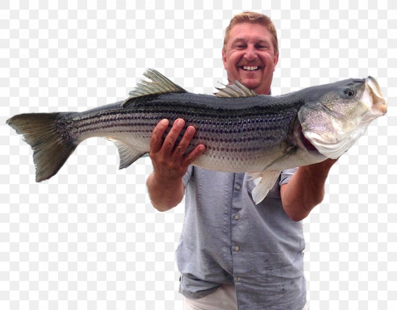 Recreational Fishing Striped Bass Jigging, PNG, 1200x937px, Fishing, Barramundi, Bass, Bluefish, Cod Download Free