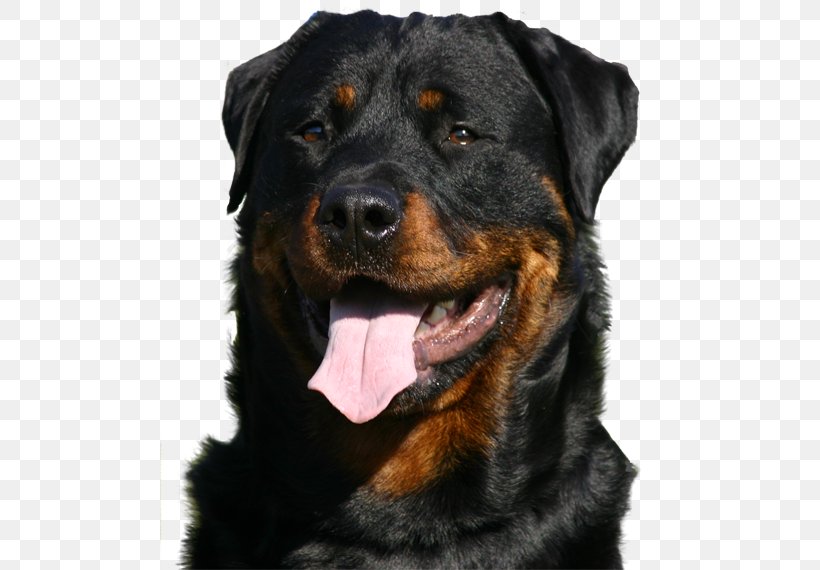 Rottweiler Puppy Greeting & Note Cards Birthday Christmas Card, PNG, 500x570px, Rottweiler, Birthday, Breed, Carnivoran, Christmas Download Free