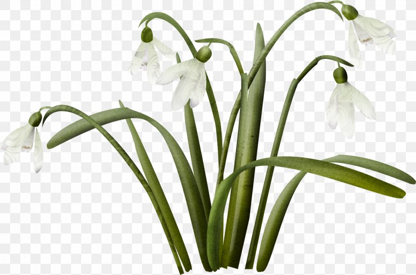 Snowdrop Flower Clip Art, PNG, 2423x1602px, Snowdrop, Amaryllis Family, Cut Flowers, Flower, Flowering Plant Download Free