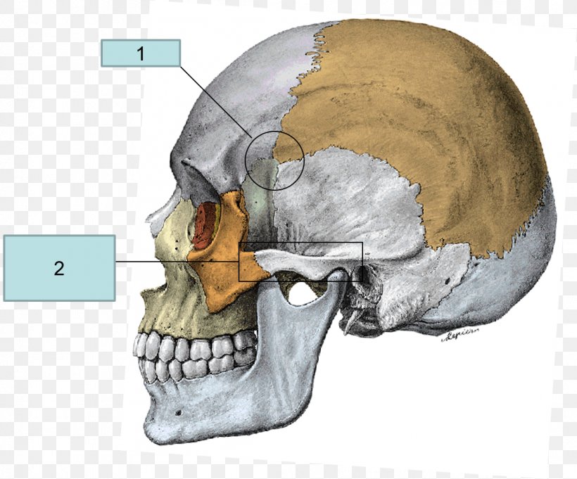 Superior Nasal Concha Zygomatic Bone Anatomy Temporal Bone, PNG, 1106x919px, Bone, Anatomy, Ethmoid Bone, Facial Skeleton, Head Download Free