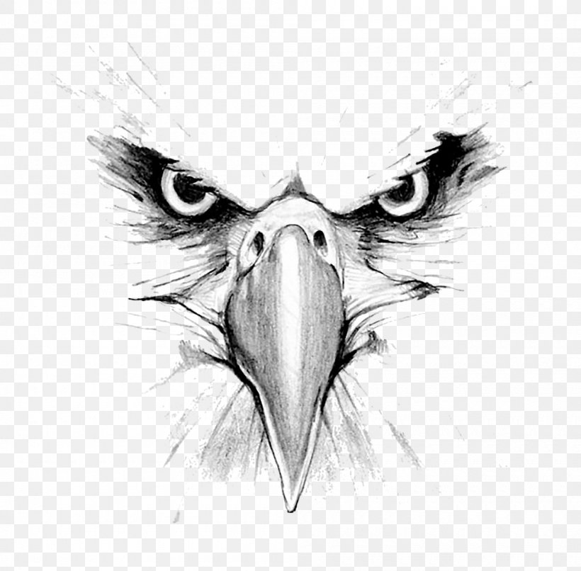 Bald Eagle Drawing Hawk Mountain Sanctuary Golden Eagle, PNG, 1000x984px, Bald Eagle, Art, Artwork, Beak, Bird Download Free