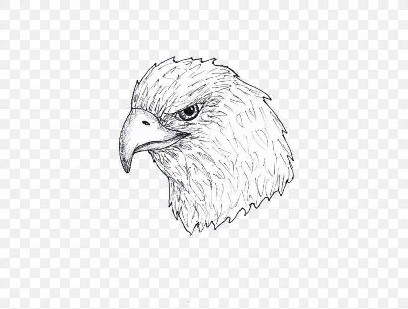 Bald Eagle Hawk Buzzard Beak Sketch, PNG, 1024x777px, Bald Eagle, Artwork, Beak, Bird, Bird Of Prey Download Free