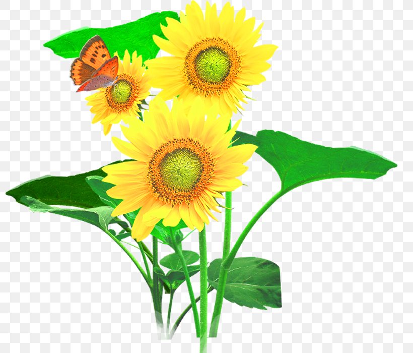 Common Sunflower Cut Flowers, PNG, 800x700px, Common Sunflower, Cut Flowers, Daisy Family, Floral Design, Floristry Download Free