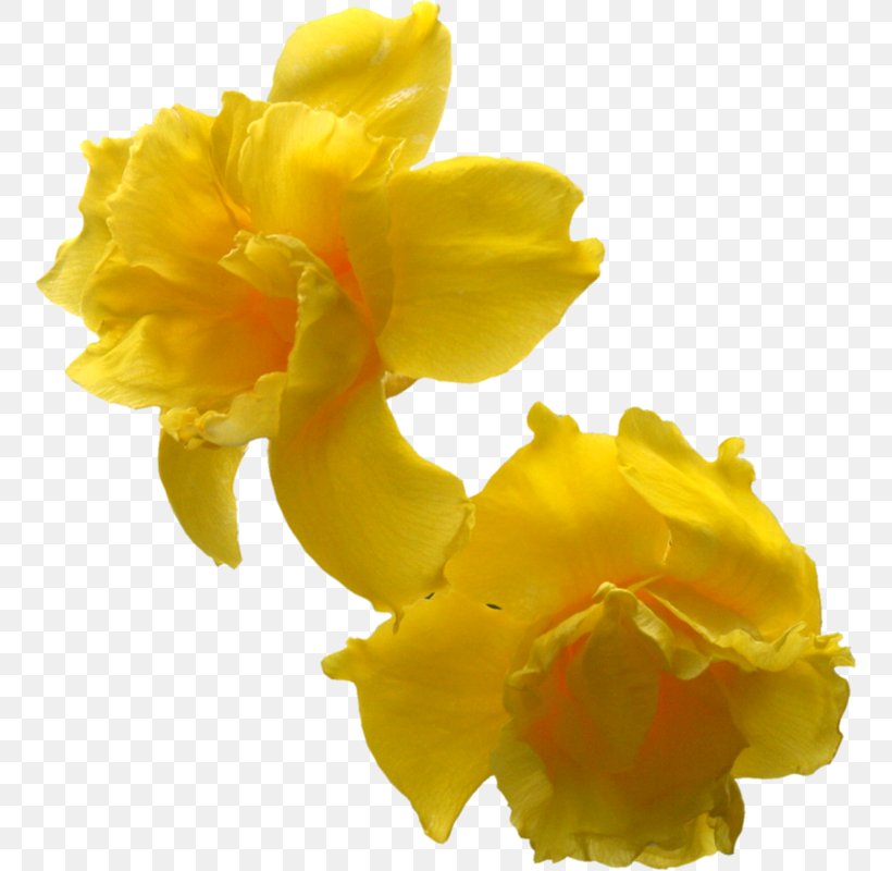 Flower Photography Daffodil, PNG, 755x800px, Flower, Amaryllis Family, Cut Flowers, Daffodil, Fact Download Free