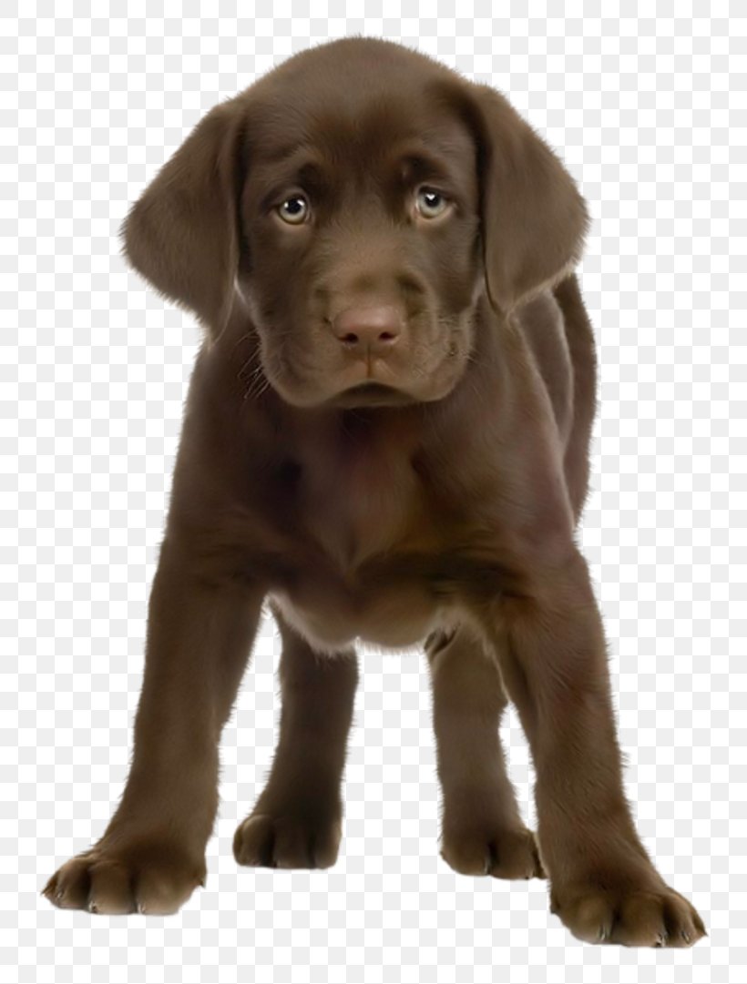 Labrador Retriever Puppy Greeting & Note Cards Birthday, PNG, 800x1081px, Labrador Retriever, Birthday, Borador, Carnivoran, Companion Dog Download Free