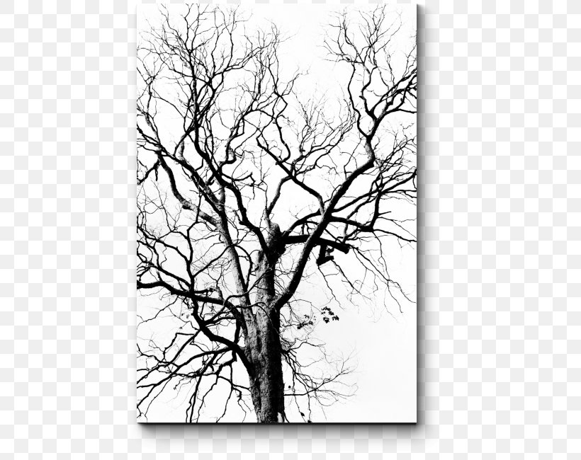 Stock Photography Drawing Tree Leaf, PNG, 650x650px, Stock Photography, Black And White, Branch, Drawing, Dry Tree Download Free
