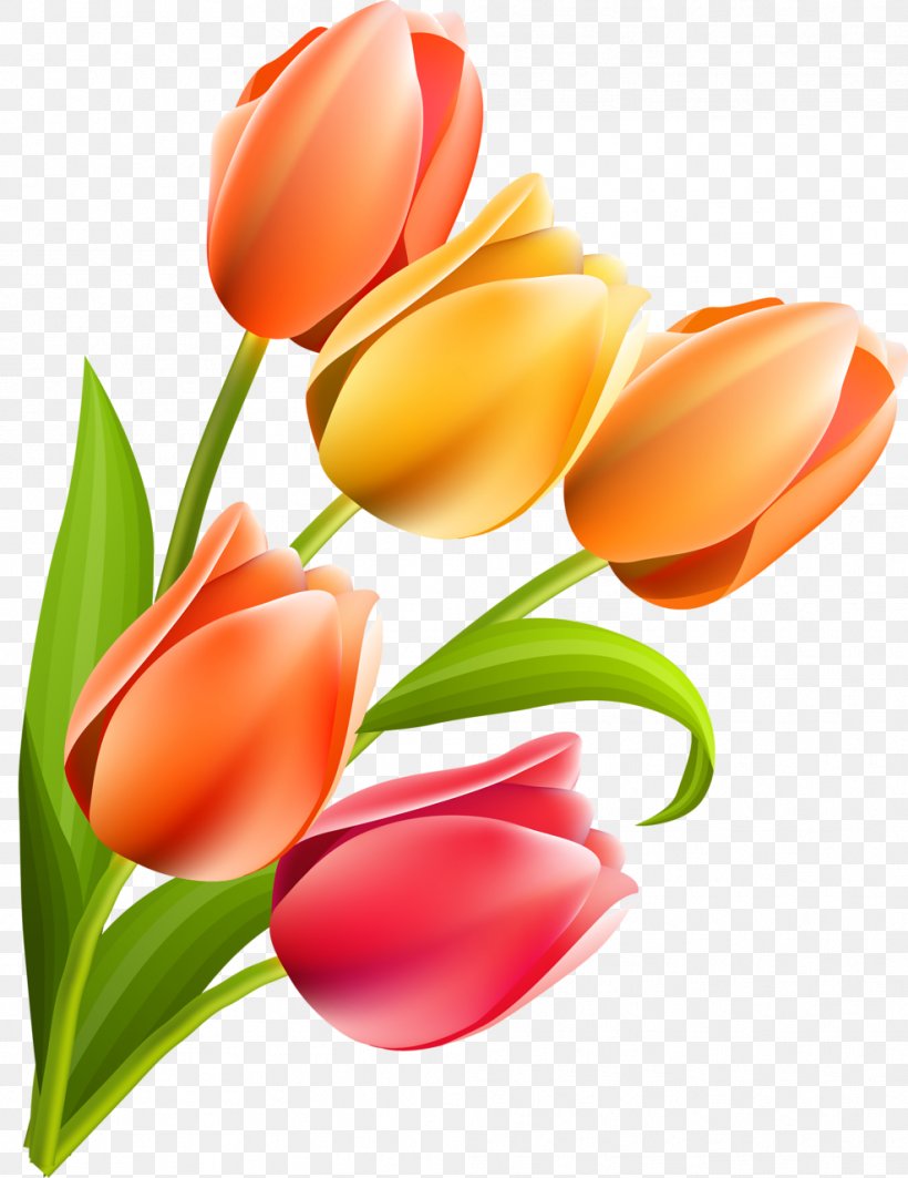 Cut Flowers Tulip Flowering Plant Liliaceae, PNG, 987x1280px, Flower, Cut Flowers, Family, Flowering Plant, Liliaceae Download Free