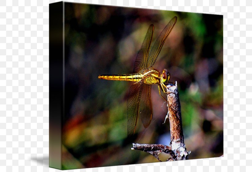Dragonfly Net-winged Insects Damselflies Photography, PNG, 650x560px, Dragonfly, Arthropod, Damselflies, Damselfly, Dragonflies And Damseflies Download Free