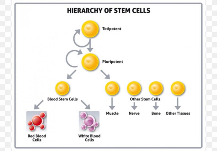 Embryonic Stem Cell Totipotence Induced Pluripotent Stem Cell, PNG, 966x676px, Watercolor, Cartoon, Flower, Frame, Heart Download Free