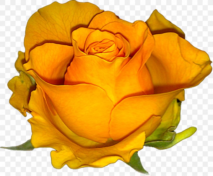 Garden Roses Floribunda Stolobny Island Woman Eto Moya Lyubov, PNG, 969x798px, Garden Roses, Alain Delon, Austrian Briar, Clock, Close Up Download Free