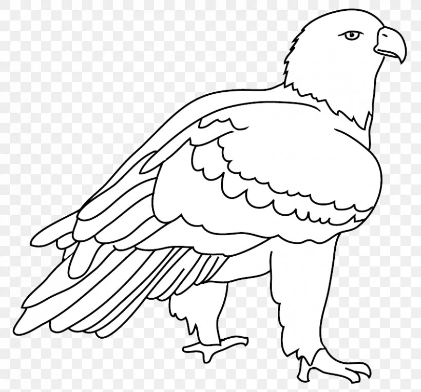 Line Art Beak Bald Eagle Bird Drawing, PNG, 850x794px, Line Art, Artwork, Bald Eagle, Beak, Bird Download Free