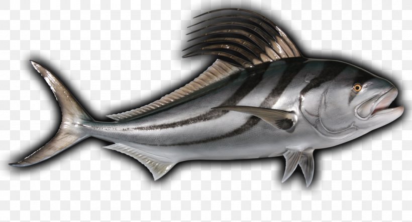 Milkfish Sardine Mackerel Oily Fish, PNG, 1100x595px, Milkfish, Anchovy, Biology, Bonito, Bony Fish Download Free