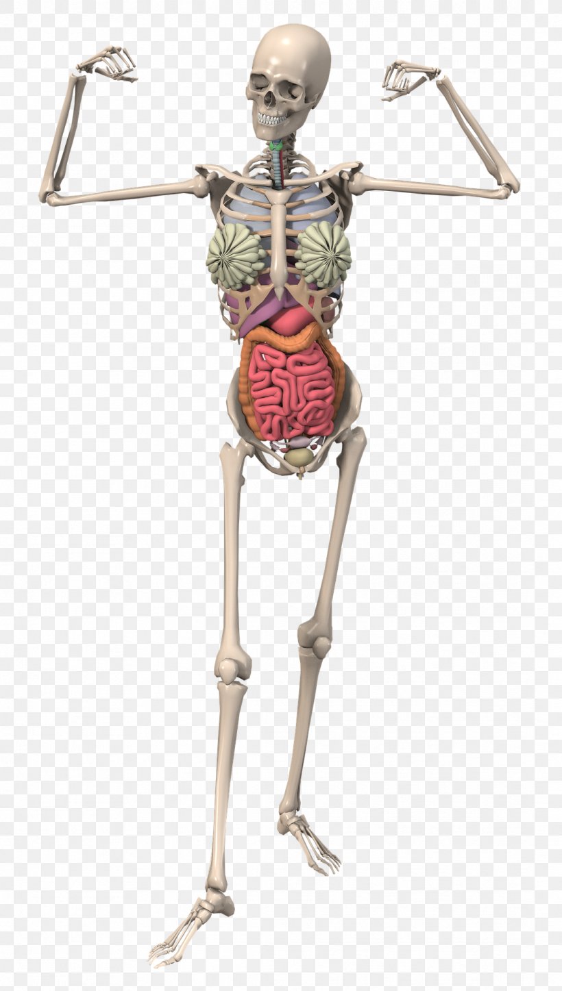 The Skeletal System Anatomy Human Skeleton Bone, PNG, 1088x1920px, Watercolor, Cartoon, Flower, Frame, Heart Download Free