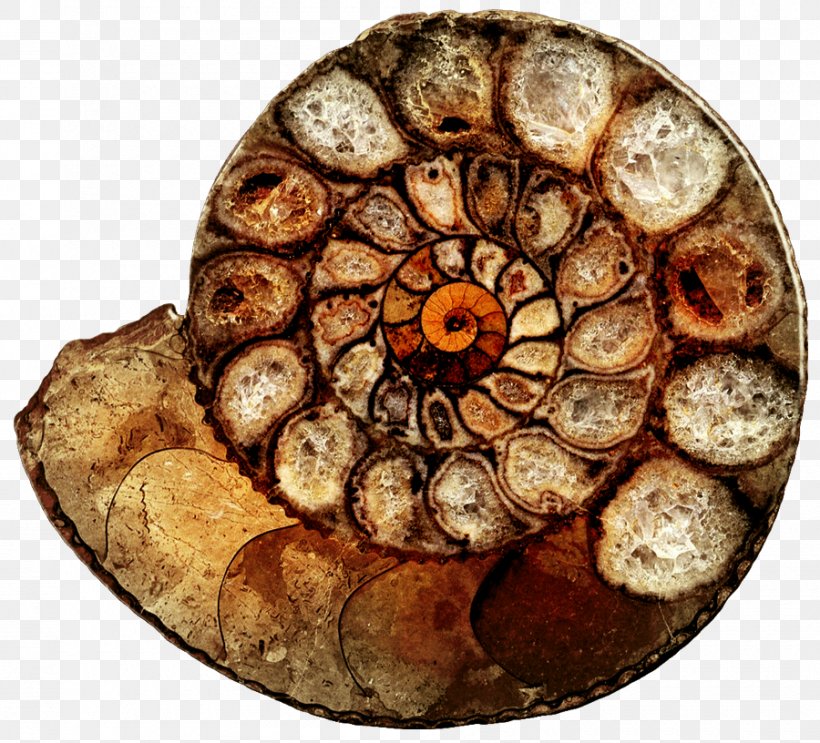 Ammonites Nautiloid Fossil Cretaceous California Sea Hare, PNG, 900x816px, Ammonites, Atlantic Horseshoe Crab, Cephalopod, Chambered Nautilus, Cretaceous Download Free