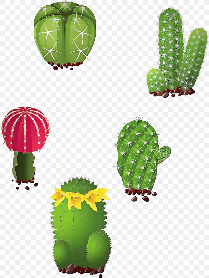 Cactus, PNG, 2217x2947px, Cactus, Acanthocereus, Barbary Fig, Cactus Garden, Caryophyllales Download Free