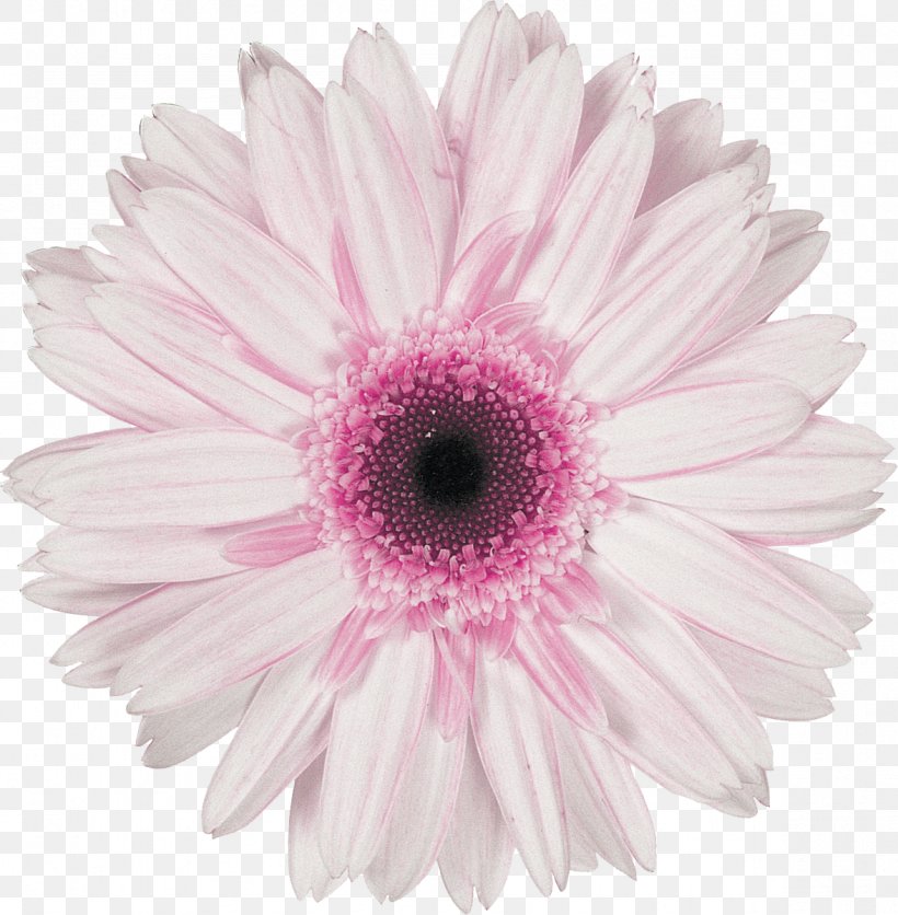 Daisy, PNG, 1177x1200px, Barberton Daisy, Cut Flowers, Daisy, Flower, Flowering Plant Download Free