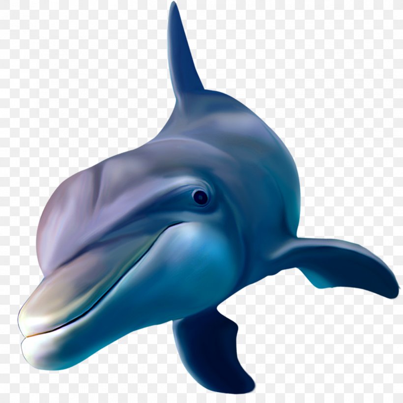 Dolphin Image Whales Porpoise, PNG, 1417x1417px, Dolphin, Animal Figure, Cartoon, Cobalt Blue, Common Bottlenose Dolphin Download Free