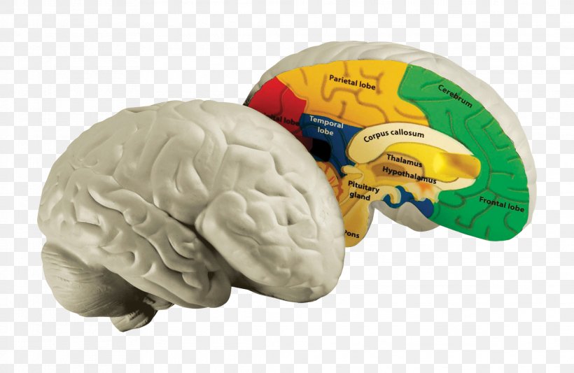 Human Brain Human Body Education Homo Sapiens, PNG, 2074x1350px, Watercolor, Cartoon, Flower, Frame, Heart Download Free