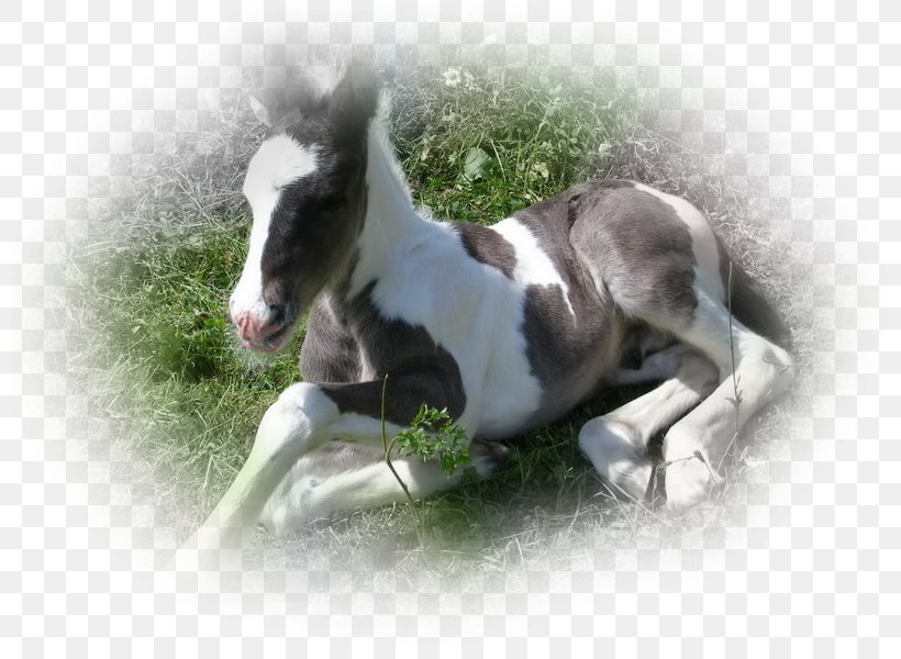 Mare Foal Mustang Stallion Pony, PNG, 800x600px, Mare, Breed, Dog, Dog Breed, Foal Download Free
