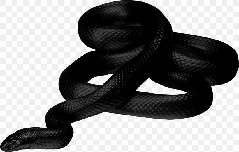 Snakes Reptile Vipers Clip Art, PNG, 2257x1441px, Snakes, Animal, Black Mamba, Black Rat Snake, Elapidae Download Free