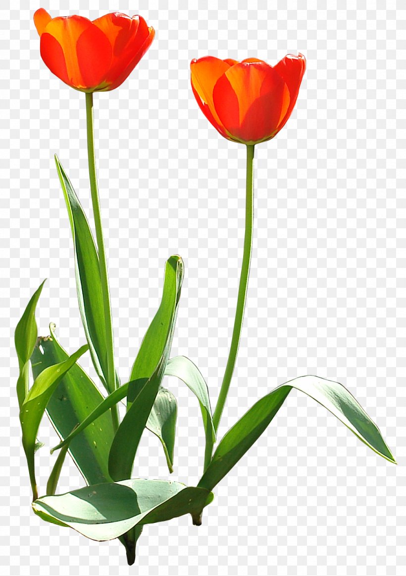 Tulip Flower Design Garden Adobe Photoshop, PNG, 1042x1476px, Tulip, Architecture, Art, Bud, Cut Flowers Download Free