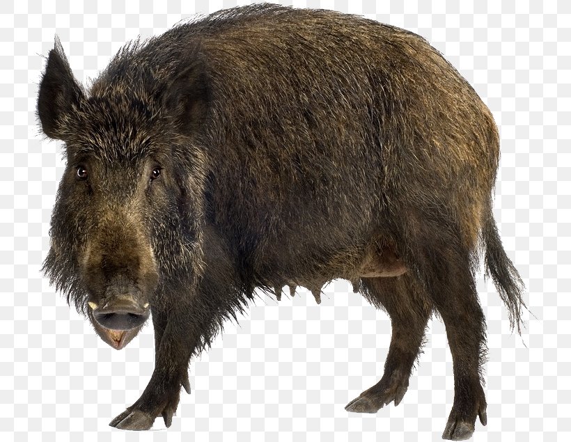 Wild Boar Stock Photography Brown Bear Stock.xchng, PNG, 746x635px, Wild Boar, Depositphotos, Domestic Pig, Fauna, Fur Download Free