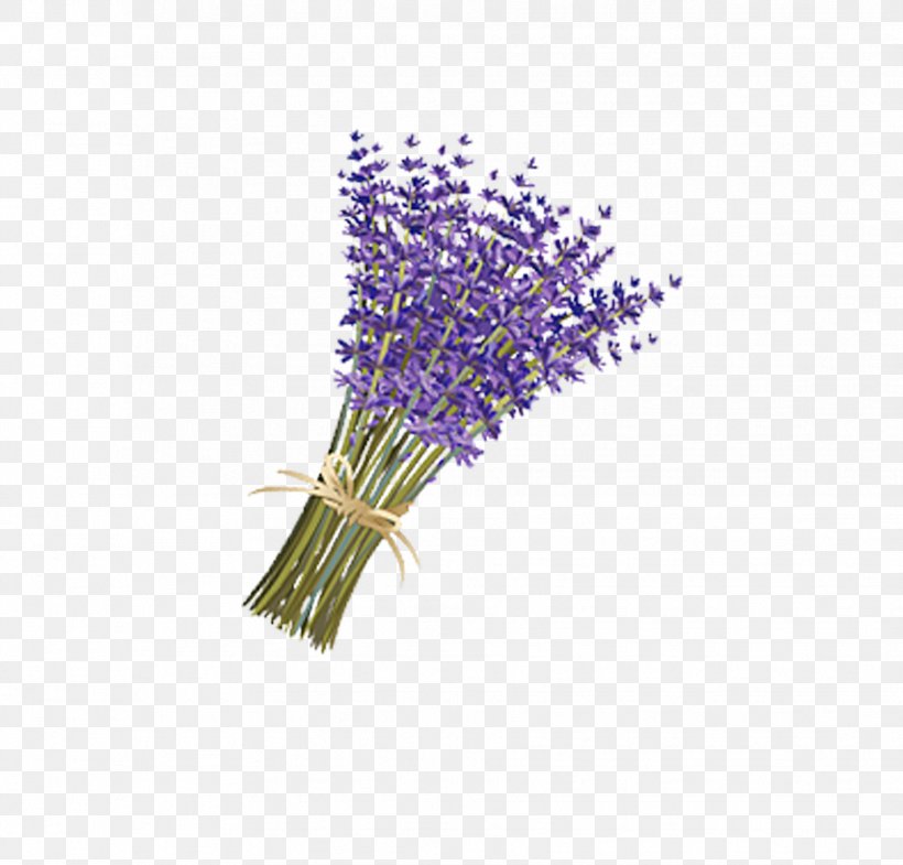Lavender Drawing Violet, PNG, 1859x1780px, Lavender, Cartoon, Drawing,  Flower, Flower Bouquet Download Free