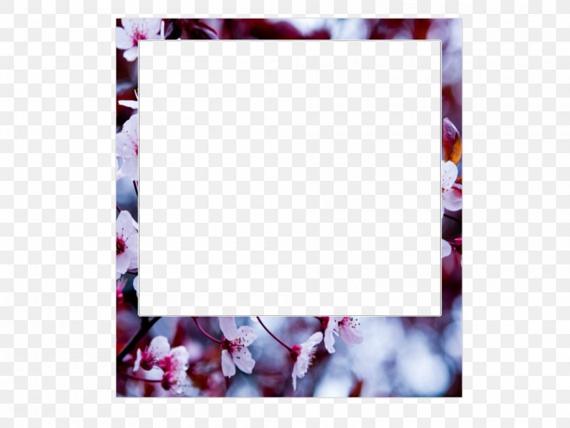 Picture Frames Photography 0 Flower 1, PNG, 2000x1500px, 2016, 2017, Picture Frames, Adobe Flash Player, Beach Download Free