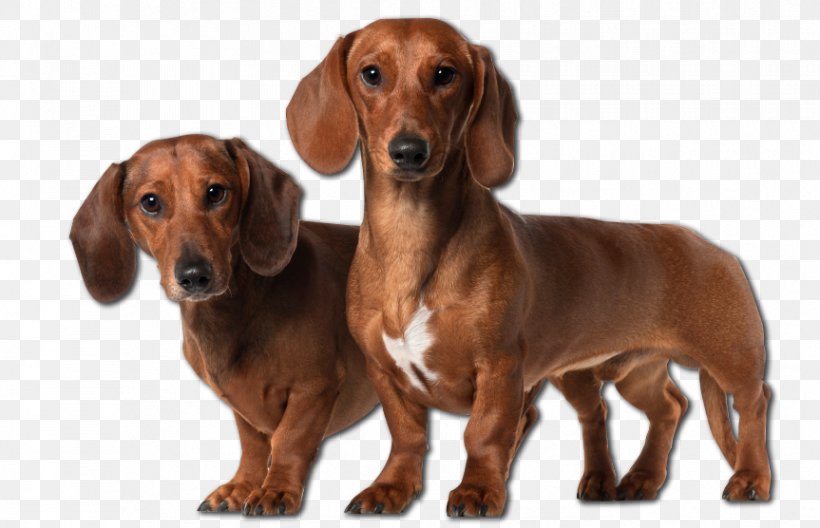 Dachshund Basset Hound Dalmatian Dog Puppy Bloodhound, PNG, 863x556px, Dachshund, Basset Hound, Birthday, Bloodhound, Breed Download Free
