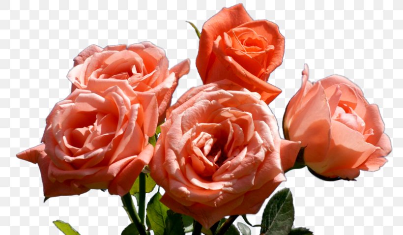 Garden Roses Cabbage Rose Floribunda Flower Pink, PNG, 800x478px, Garden Roses, Cabbage Rose, Cut Flowers, Floribunda, Flower Download Free
