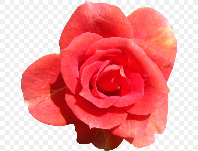 Garden Roses Flower Centifolia Roses Pink, PNG, 650x625px, Garden Roses, Begonia, Camellia, Centifolia Roses, China Rose Download Free
