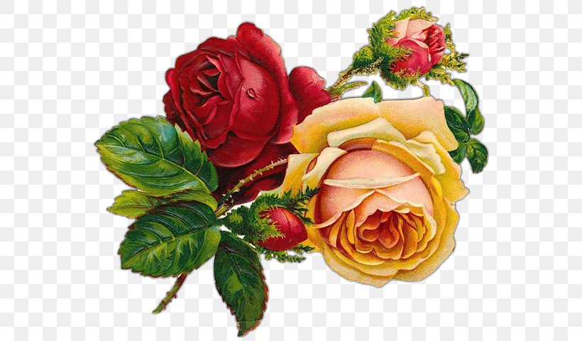 Rose Floral Design Clip Art, PNG, 568x480px, Rose, Art, Cut Flowers, Decoupage, Floral Design Download Free