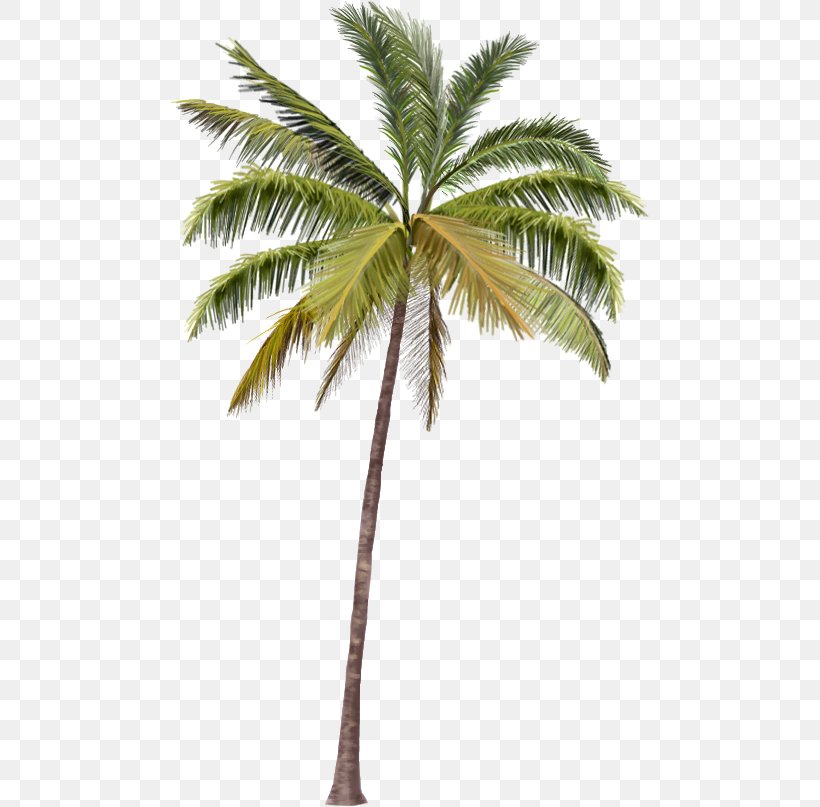 Arecaceae Coco's Beach Club Cancun Mexican Fan Palm, PNG, 479x807px, Arecaceae, Arecales, Attalea Speciosa, Borassus Flabellifer, Coconut Download Free