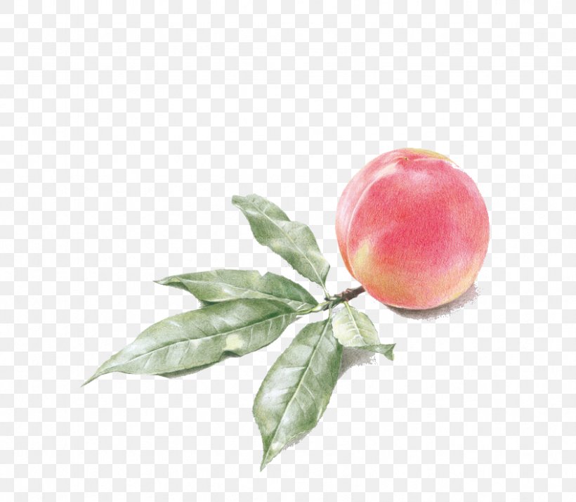 Drawing Watercolor Painting Peach Illustration, PNG, 846x737px, Drawing, Apple, Art, Auglis, Food Download Free