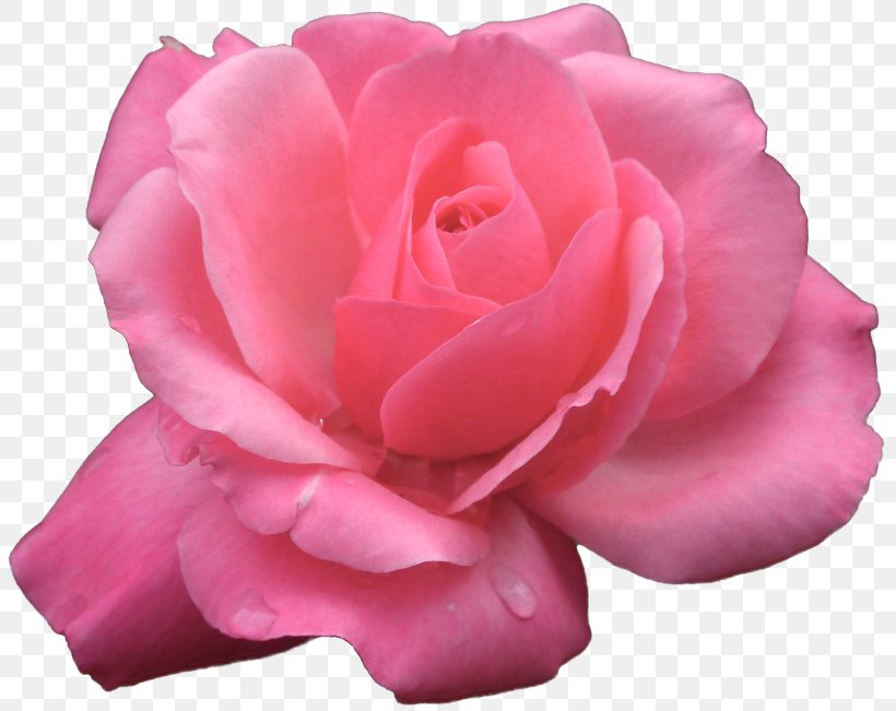 Garden Roses Cabbage Rose Floribunda Cottage Garden Pink, PNG, 805x651px, Garden Roses, Cabbage Rose, Camellia, China Rose, Cottage Garden Download Free