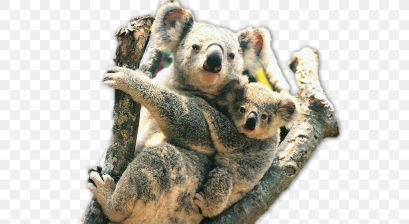 Koala Australia Zoo Fauna Of Australia Wildlife Animal, PNG, 600x449px, Koala, Animal, Australia, Australia Zoo, Baby Koalas Download Free