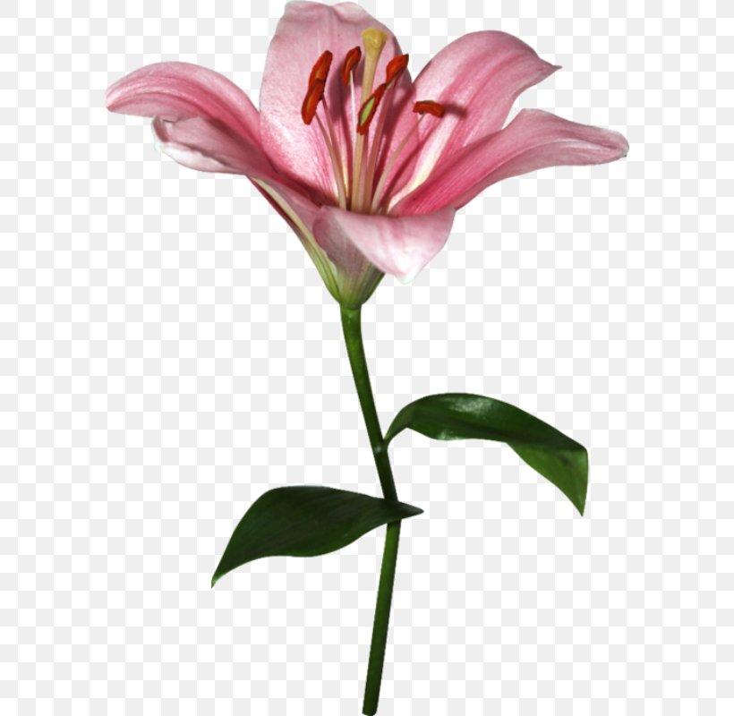 Lilium Cut Flowers Petal Bud, PNG, 586x800px, Lilium, Alstroemeriaceae, Amaryllis Belladonna, Animaatio, Blog Download Free