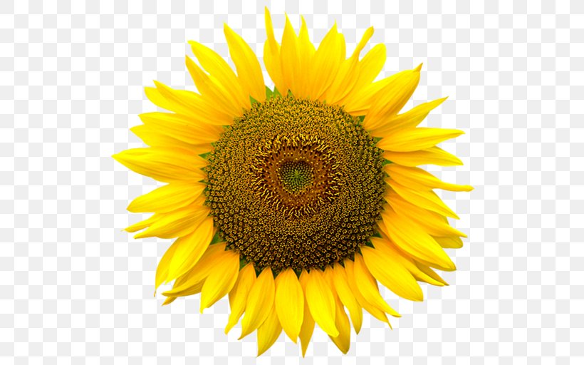Clip Art Common Sunflower Computer File Image, PNG, 512x512px, Common Sunflower, Annual Plant, Asterales, Daisy Family, Display Resolution Download Free