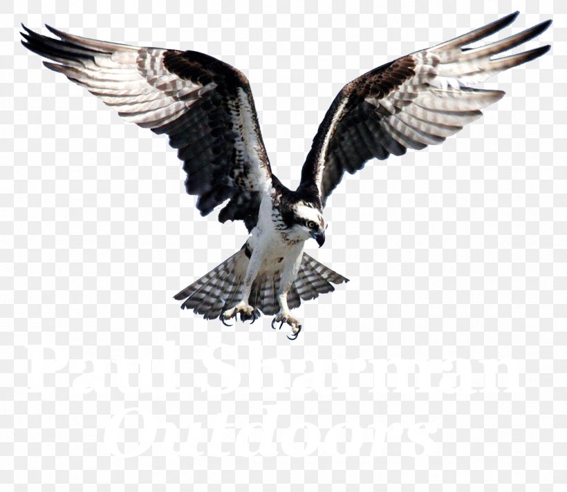Bird Of Prey Osprey Bald Eagle Clip Art, PNG, 1319x1146px, Bird, Accipitriformes, Bald Eagle, Beak, Bird Flight Download Free