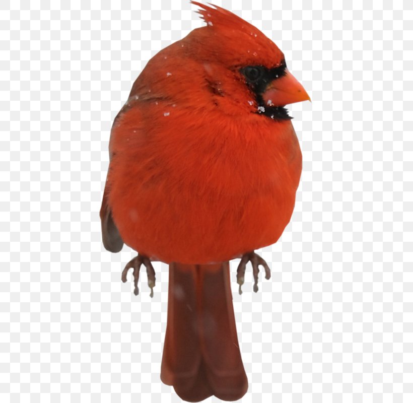 Bird, PNG, 425x800px, Bird, Animal, Beak, Cardinal, Digital Image Download Free