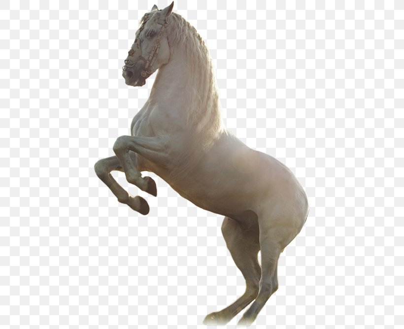 Horses Desktop Wallpaper White High-definition Television, PNG, 441x668px, 4k Resolution, Horse, Animal Figure, Black, Collection Download Free