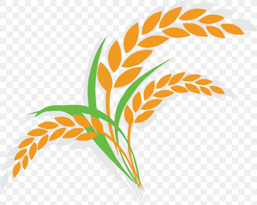 Oat Wheat Shutterstock Illustration, PNG, 1447x1152px, Rice, Cereal, Clip Art, Ear, Feather Download Free