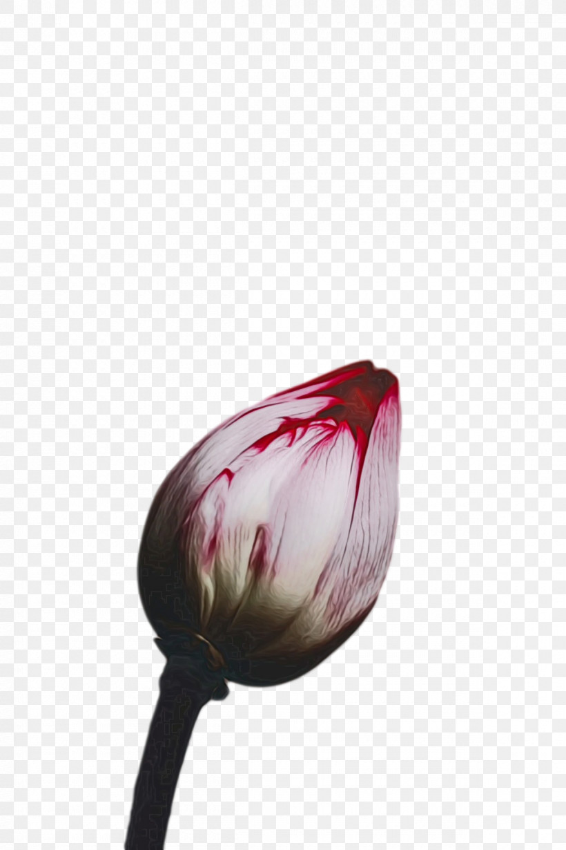 Tulip Flower Lilies Petal Red, PNG, 1200x1800px, Watercolor, Biology, Closeup, Flower, Lilies Download Free