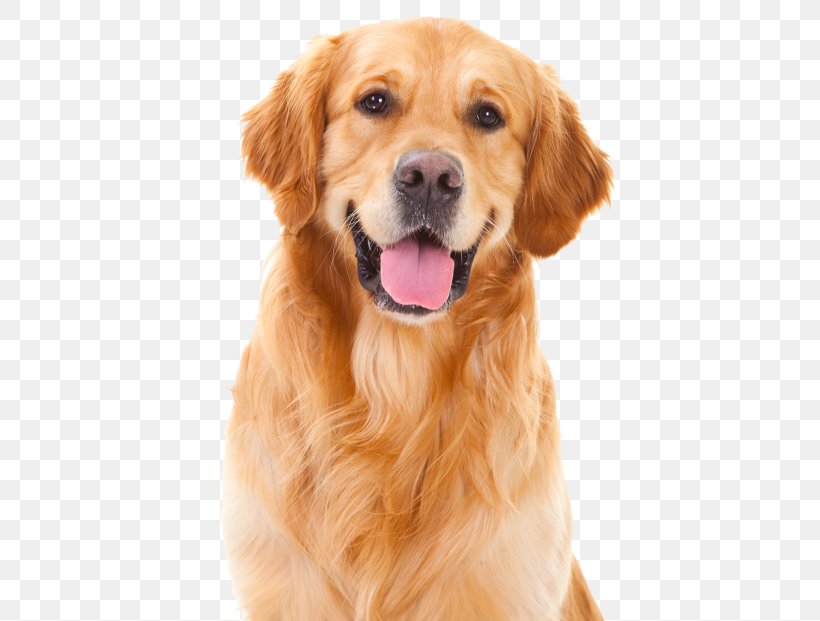 Golden Retriever Puppy Cat Pet Dog Training, PNG, 444x621px, Golden Retriever, Bark, Carnivoran, Cat, Companion Dog Download Free