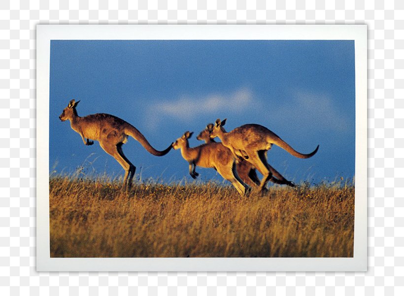 Kangaroo Paper Post Cards Fauna Of Australia Multiview, PNG, 800x600px, Kangaroo, Animal, Carnivora, Carnivoran, Collectable Download Free