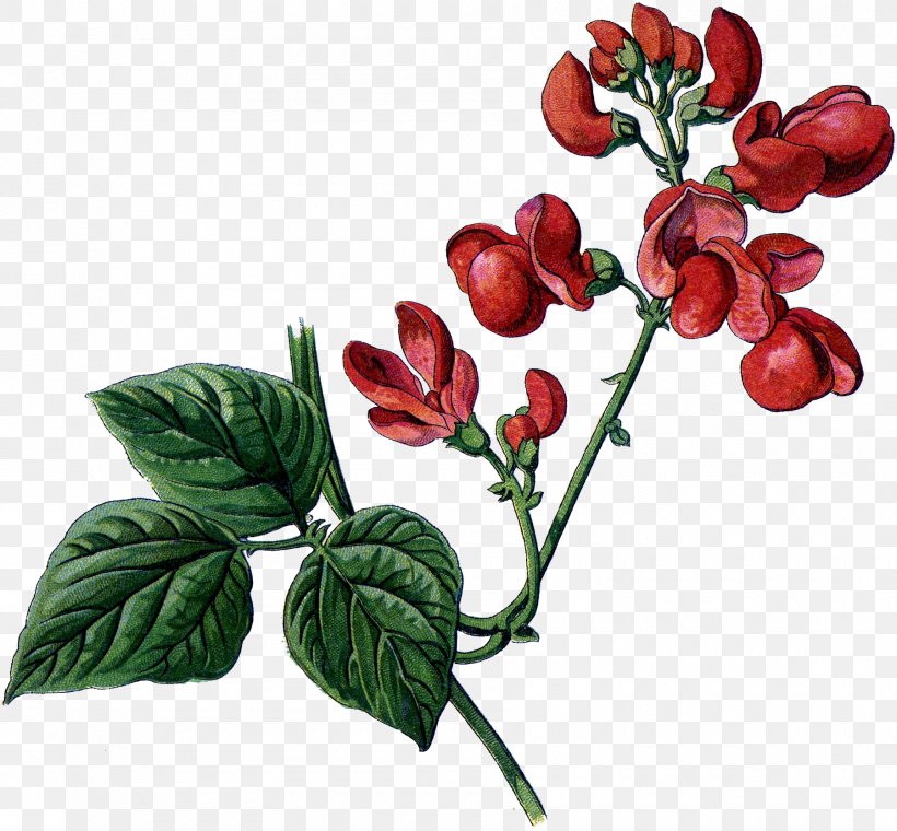 Stock Illustration Common Bean Drawing Kidney Bean, PNG, 1800x1670px, Common Bean, Art, Bean, Botanical Illustration, Botany Download Free