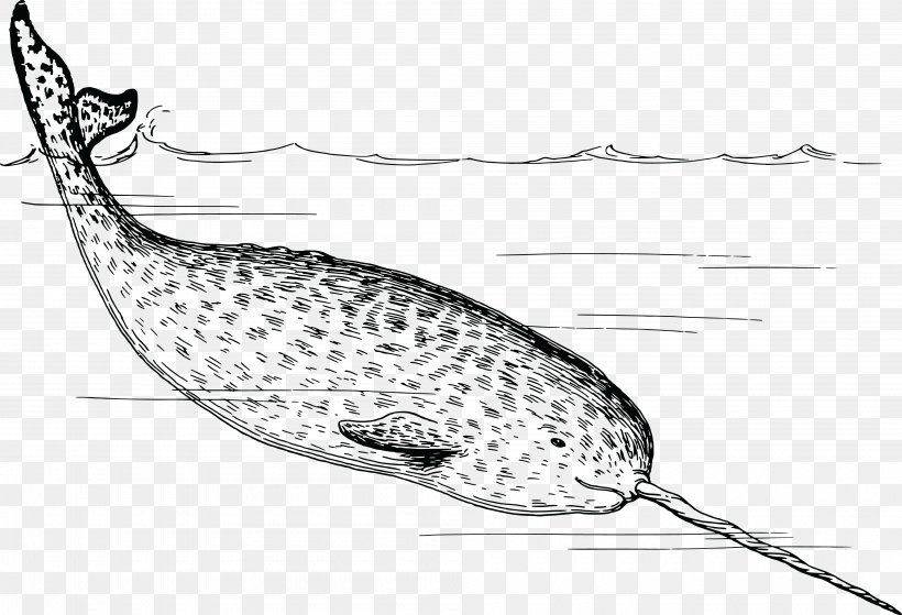 Arctic Narwhal Walrus Tusk Clip Art, PNG, 4000x2729px, Arctic, Beak, Beluga Whale, Black And White, Fauna Download Free